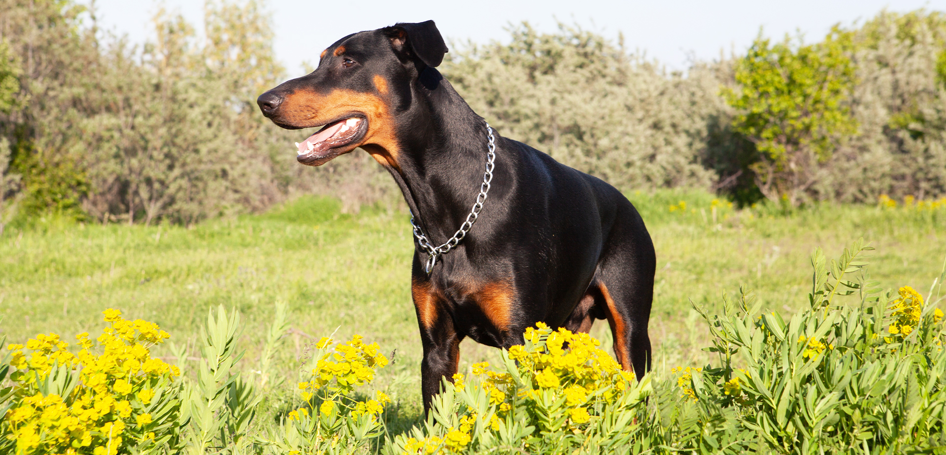 Foto perro Rottweiler